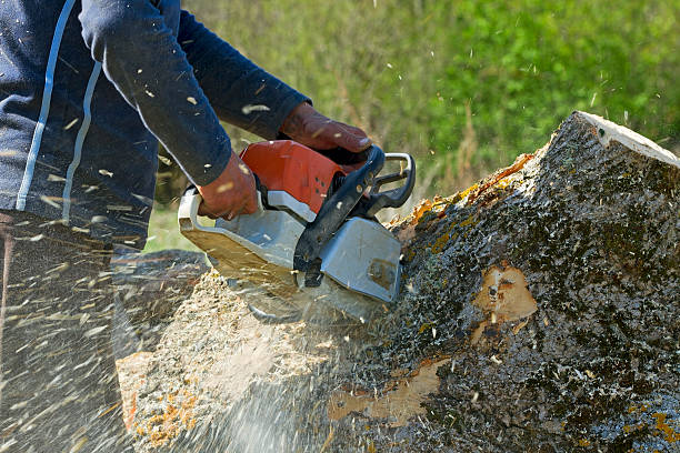 How Our Tree Care Process Works  in  Linton, IN